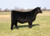Profit heifer sold in Tardy to the Party sale in fall 2024 for $5,000 Profit heifer sold in Tardy to the Party sale in fall 2024 for $5,000