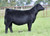 2020 PVF Sale Feature-Blackbird 0202 2020 PVF Sale Feature-Blackbird 0202