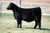 PVF Blacklist 7077 heifer sold at VZR Angus in fall 2024 for $6,250 PVF Blacklist 7077 heifer sold at VZR Angus in fall 2024 for $6,250