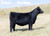 PVF Blacklist heifer sold at 360 Angus Ranch in fall 2024 PVF Blacklist heifer sold at 360 Angus Ranch in fall 2024