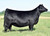 Daughter - PVF Missie 6311