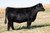 PVF Surveillance heifer sold at Rauch Angus in fall 2024