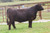 Reckoning bred heifer sold at Sullivan Farms in fall 2024 Reckoning bred heifer sold at Sullivan Farms in fall 2024