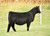 Reckoning heifer sold at Kane Cattle Genetics in fall 2024 Reckoning heifer sold at Kane Cattle Genetics in fall 2024