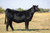 Reckoning heifer sold at Lightning Ridge in fall 2024 for $27,000 Reckoning heifer sold at Lightning Ridge in fall 2024 for $27,000