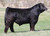 $15,500 High Selling Bull - Luden’s Family Limousin Annual Bull Sale