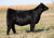 ROSE MC Encore heifer sold at Rauch Angus in fall 2024 for $13,500 ROSE MC Encore heifer sold at Rauch Angus in fall 2024 for $13,500