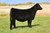ROSE MC Encore heifer sold at Rosebud Cattle in fall 2024 for $10,500 ROSE MC Encore heifer sold at Rosebud Cattle in fall 2024 for $10,500