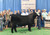 Ruby NFF Rhythm 4B1- Maternal sister and Reserve Purebred 2016 National Classic