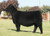 Colburn Annie Lu 4710 sired by 24K sold at Colburns for $88,000 in fall 2024 Colburn Annie Lu 4710 sired by 24K sold at Colburns for $88,000 in fall 2024