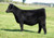 24 Karat heifer sold in Flash and Function online sale in fall 2024 for $66,500 24 Karat heifer sold in Flash and Function online sale in fall 2024 for $66,500