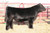 Shocking Dream SJ14 (STF) (sale) Shocking Dream SJ14 (STF) (sale)