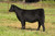 Silveiras Convoy heifer sold at Stagemeyer Cattle in fall 2025 for $15,500 Silveiras Convoy heifer sold at Stagemeyer Cattle in fall 2025 for $15,500