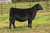 Silveiras Convoy heifer sold at Stagemeyer Cattle in fall 2025 for $10,000 Silveiras Convoy heifer sold at Stagemeyer Cattle in fall 2025 for $10,000