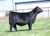 Silveiras Forbes 8088 heifer sold at PVF in fall 2024 Silveiras Forbes 8088 heifer sold at PVF in fall 2024
