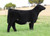 Silveiras Haras Primal heifer sold at Stierwalt Cattle in fall 2024 for $7,750 Silveiras Haras Primal heifer sold at Stierwalt Cattle in fall 2024 for $7,750
