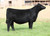 Silveiras Haras Primal heifer sold at Stierwalt Cattle in fall 2024 Silveiras Haras Primal heifer sold at Stierwalt Cattle in fall 2024