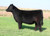 Silveiras Haras Primal heifer sold at Stierwalt Cattle in fall 2024 for $7,500 Silveiras Haras Primal heifer sold at Stierwalt Cattle in fall 2024 for $7,500