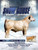 Snow Goose