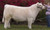 SRV Quiet Man (Green)(Heifer Plus)