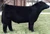 Stock Broker (sale) (Lautner)..(HOC Broker x General Lee's Dam by Sooner)