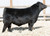 Styles Cash R400 son at Reid Angus, CO