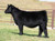 Sweet Willie heifer sold at Tice Show Cattle in fall 2024 for $26,000