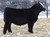 Lot 16 - Cash Flow Son that sold for $62,500 - sold to GKB Cattle Co. Lot 16 - Cash Flow Son that sold for $62,500 - sold to GKB Cattle Co.