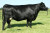 SYDGEN FOREVER LADY 4087 - pictured as a five-year-old, the $42,500 half interest dam of SydGen C C & 7
