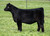 TASF Crown Royal heifer sold at Sullivan Farms in fall 2025 for $10,000