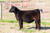 TASF Guinness heifer sold at Four Corners Farms in fall 2024 TASF Guinness heifer sold at Four Corners Farms in fall 2024