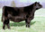 Bottomline's full sister-$25,000 at 2017 NWSS Sale for Tree Lane Farms