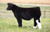 Tricked Out steer sold at England Showstock in fall 2024 for $8,750