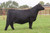 Bankroll bred heifer sold at Sullivan's in fall 2024 for $20,500