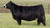 W/C Fully Loaded bred heifer sold at Holtkamp Cattle Company in fall 2024 W/C Fully Loaded bred heifer sold at Holtkamp Cattle Company in fall 2024