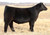 WBSF Black & Blue 1902, April 2019 born steer