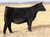 WBSF Barbra K 1913, June 2019 born heifer and full sister to Barbra K 1810