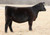 WBSF Belle 1906, May 2019 born heifer