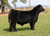 May We All bull sold at Fair Cattle in fall 2024 for $8,250 May We All bull sold at Fair Cattle in fall 2024 for $8,250
