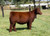 WEIS All Me heifer sold at Weis Cattle in fall 2024 for $8,500