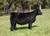 WEIS All Me heifer sold at Weis Cattle in fall 2024 for $20,000