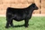 WEIS All Me heifer sold at Reitzenstein Cattle in fall 2024 for $13,500