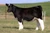 WEIS All Me heifer sold at Curtin Show Cattle in fall 2024 for $14,000