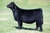 Double Up heifer sold at Three Aces Cattle Co in fall 2024 for $18,500