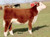 Tankeray daughter at Purple Reign, IL
