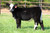 Worth the Wait steer sold at M Lazy Heart in fall 2024 for $10,500 Worth the Wait steer sold at M Lazy Heart in fall 2024 for $10,500
