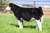 Worth the Wait steer sold at M Lazy Heart in fall 2024 for $12,500 Worth the Wait steer sold at M Lazy Heart in fall 2024 for $12,500