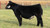 Worth the Wait steer sold at Fries & Burt in fall 2024 Worth the Wait steer sold at Fries & Burt in fall 2024