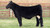 Worth the Wait steer sold at Fries & Burt in fall 2024 for $23,000 Worth the Wait steer sold at Fries & Burt in fall 2024 for $23,000