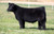 Worth the Wait steer sold at England Showstock in fall 2024 for $10,000 Worth the Wait steer sold at England Showstock in fall 2024 for $10,000